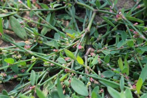 polygonum aviculare (2) (1200 x 800)